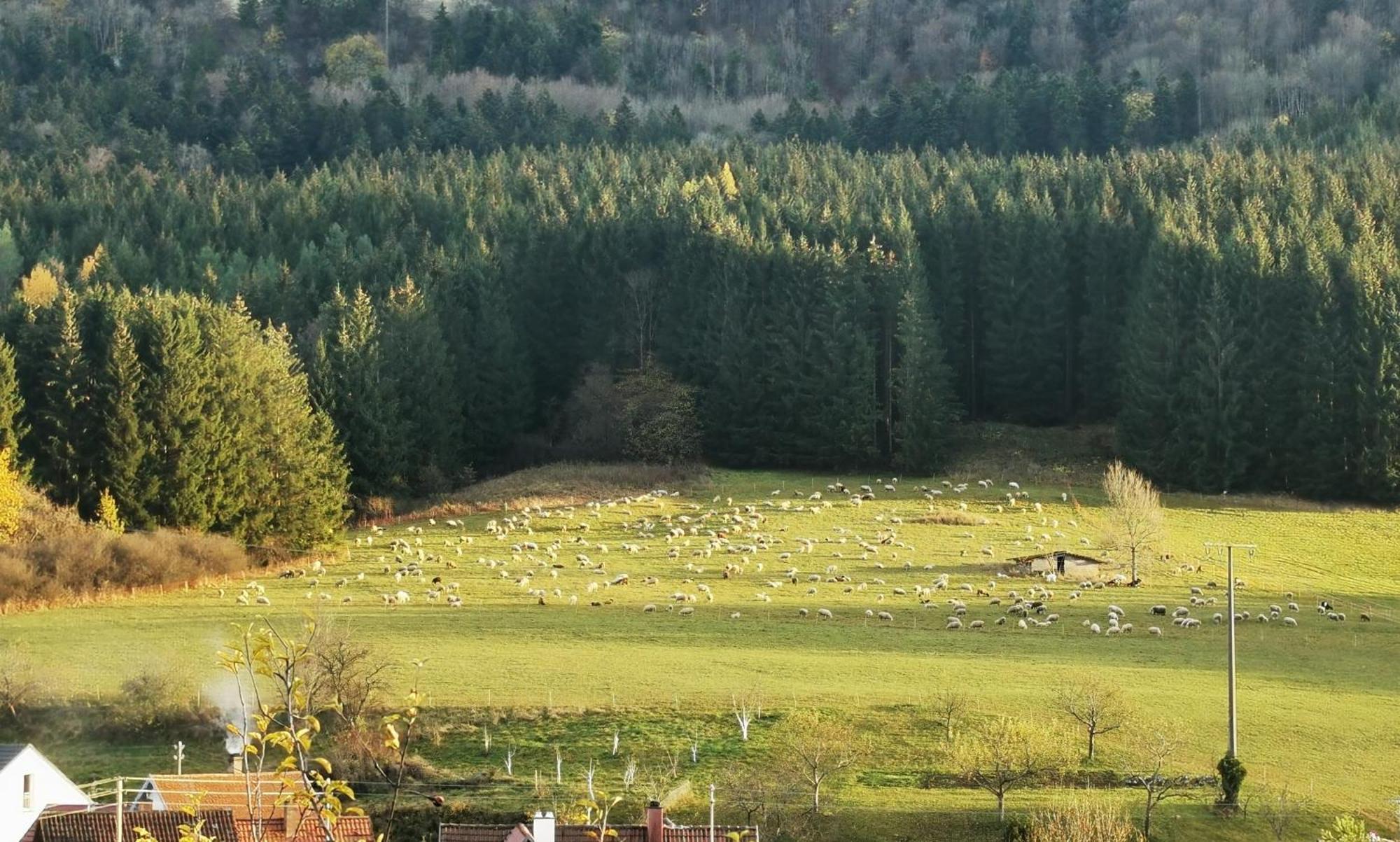 Ferienwohnung Blick Rappenstein Hausen am Tann Exteriér fotografie