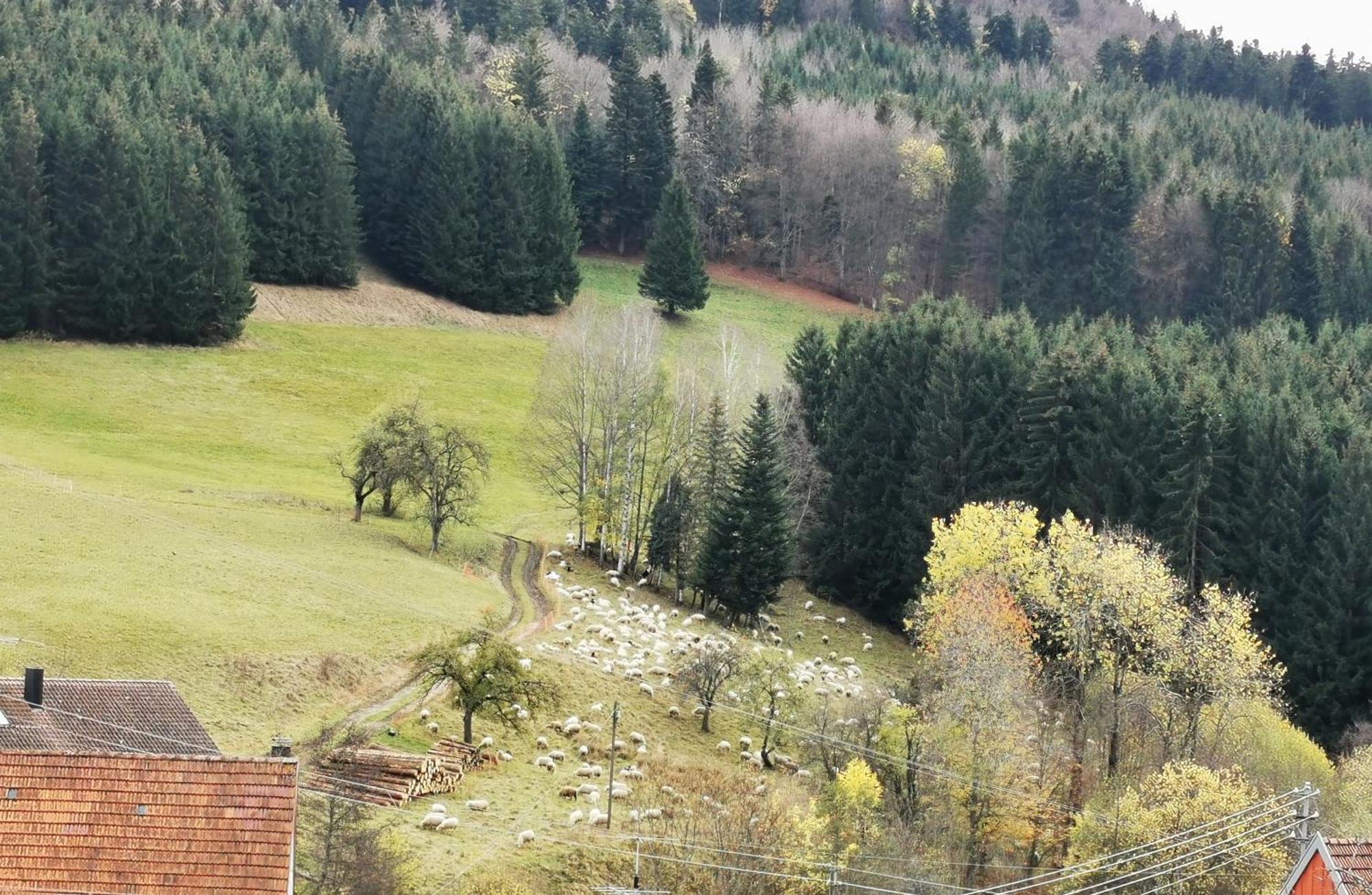Ferienwohnung Blick Rappenstein Hausen am Tann Exteriér fotografie